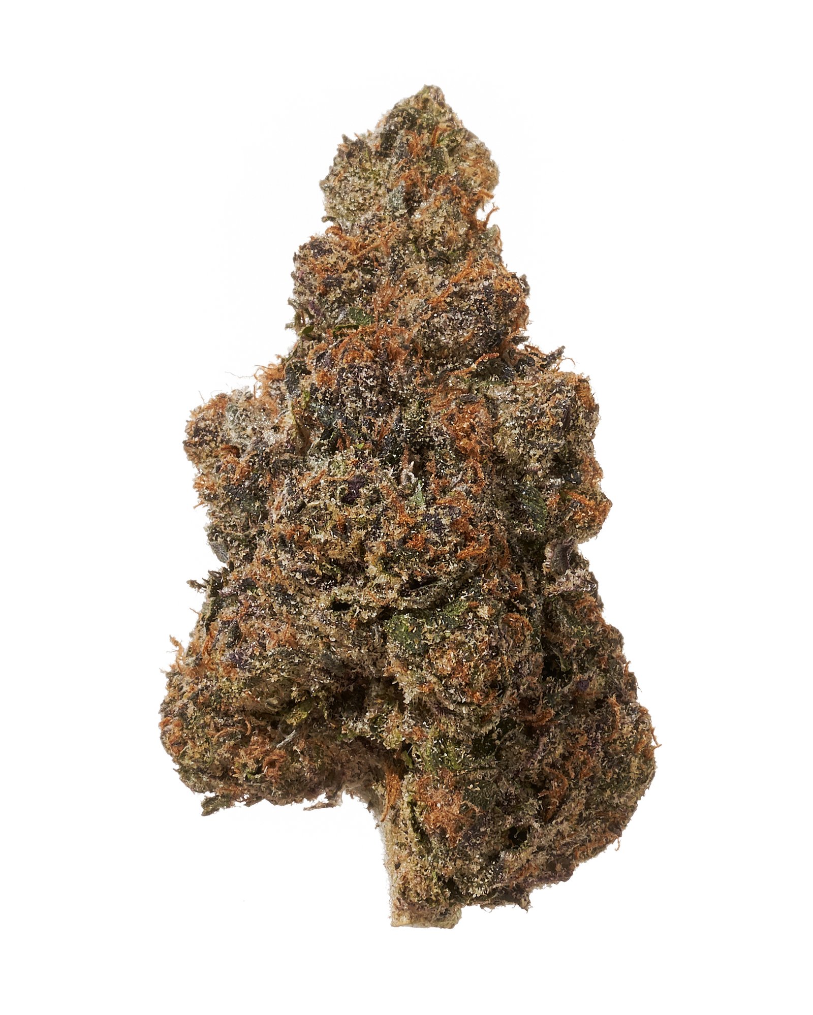 Black Tie Gary Payton Flower Solo Bud On White Background 73069.1718127307.jpg