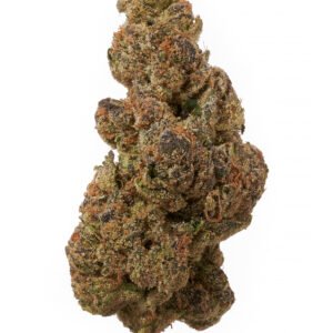 Black Tie Now And Laterz Solo Bud On White Background 47678.1718638089.jpg