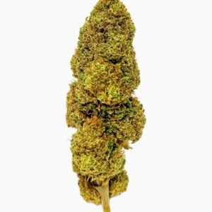 Tangie Flower Ihf E1711053305524 2.jpg